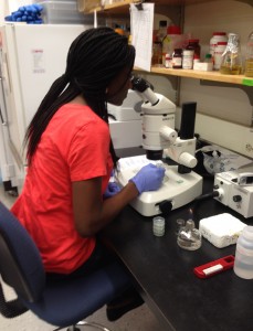 Transferring C. elegans