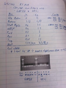 PCR method and Gel ELectrophoresis