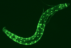 c. elegans under a fluorescence microscope