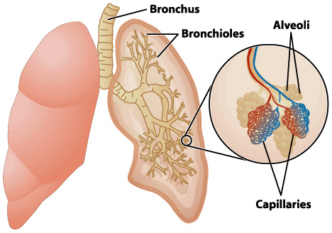 function of lungs