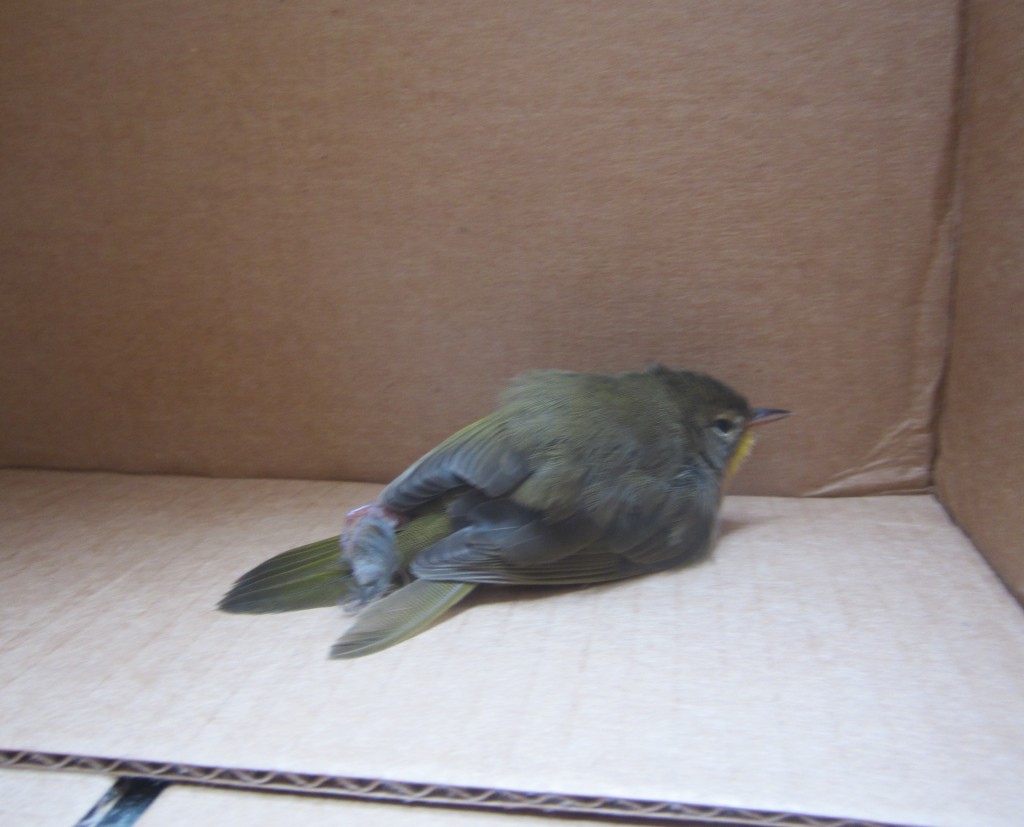Bird in box