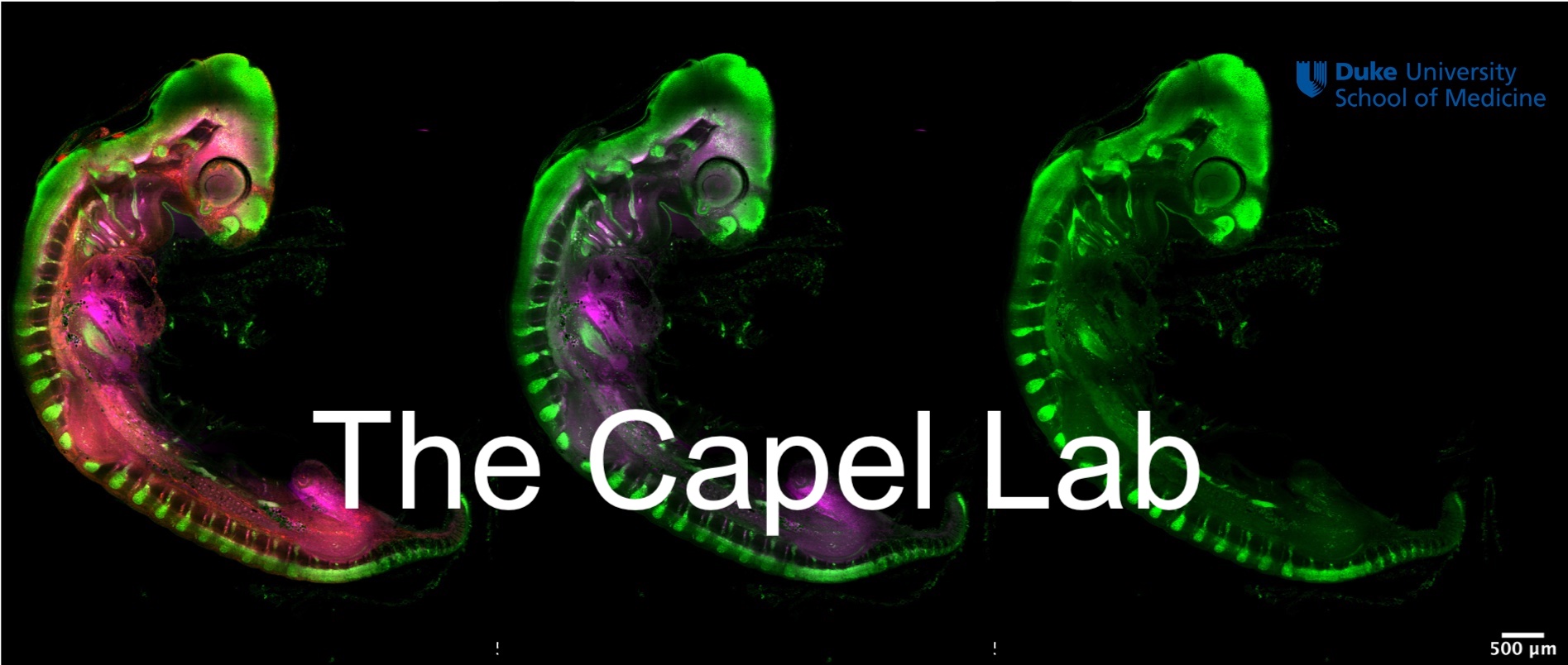 Capel Lab