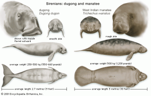 Figure 5 How to distinguish a dugong from a manatee