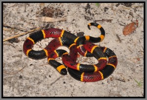 Eastern coral snake (Micrurus fulvius fulvius)  