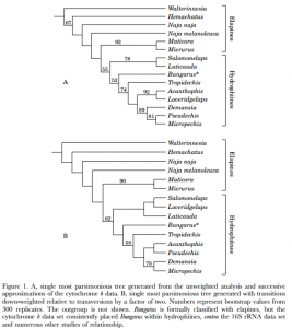 Two possible phylogenies depicting the relationship between terrestrial elapids and sea snakes. 