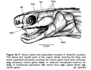 Image depicting a typical elapid's fixed, hollow fangs and round pupils. 