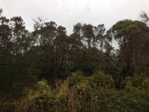 Grey-headed flying foxes at Turella Reserve in Sydney