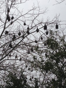 Grey-headed flying foxes at Turella Reserve in Sydney