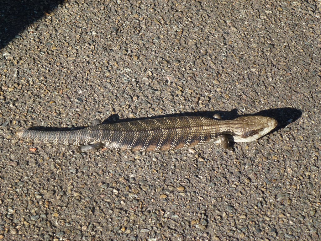 Blue-tongued lizard