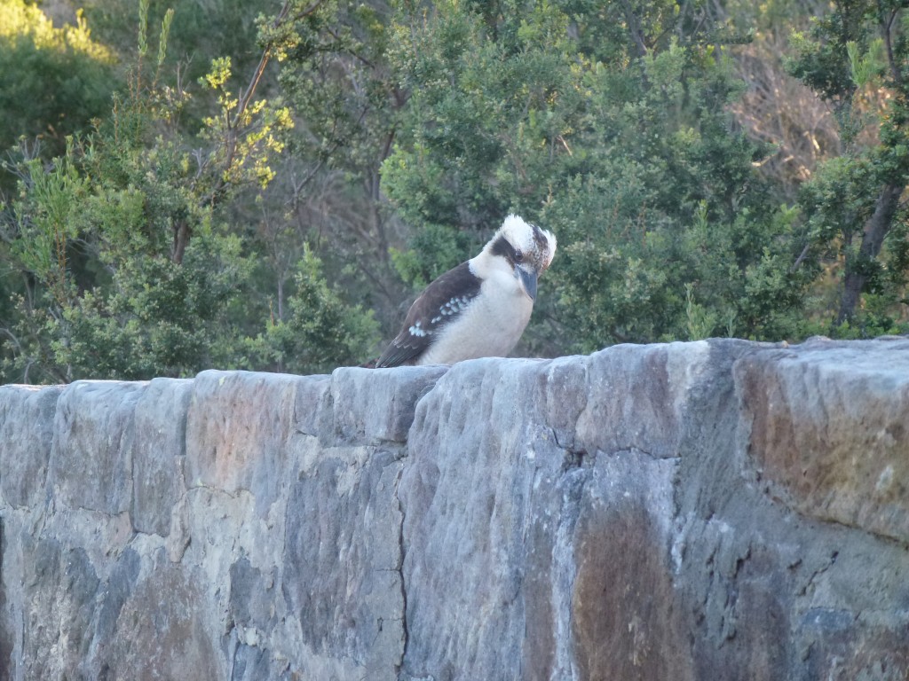 Kookaburra