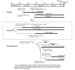 Figure 2 Phylogenetic tree of marine mammals (Uhen)