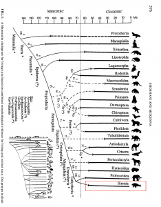 Figure 1 A mammalia cladogram for living taxa (Shoshani and Mckenna)