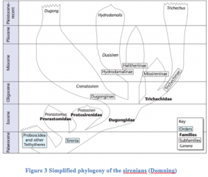 Figure 3 Simplified Phylogeny of the Sirenians (Domning)