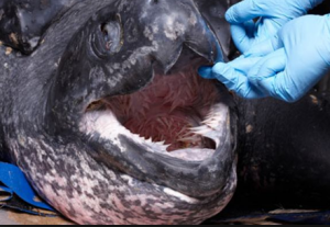 A Leatherback turtle's mouth