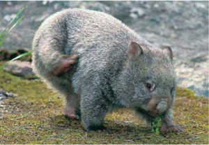 Common Wombat