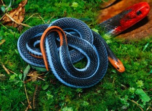 Blue Malaysian coral snake (Calliopsis bivirgatus) 