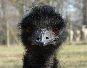 emu1