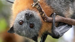 http://www.dailytelegraph.com.au/newslocal/central-coast/hundreds-of-flying-foxes-caught-in-fruit-tree-net-death-traps/story-fngr8h0p-1226764950687?nk=c965d4c28a6b6eaf7dd8a67c3ad4d6ec