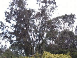 Grey-headed flying foxes at Turella Reserve in Sydney