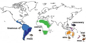 ratite_distribution