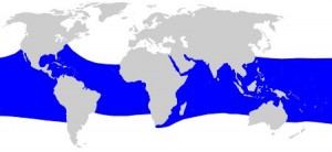 whale-shark-distribution