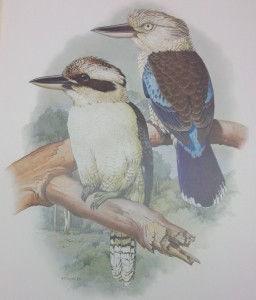 The left most bird is a Laughing Kooka, while the bird on the right is a Blue-winged!