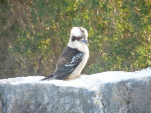 Photographer: Jenna Freedman! This is the kookaburra I saw on Manly!