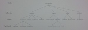 The phylogenetic tree of the Kingfisher clade.