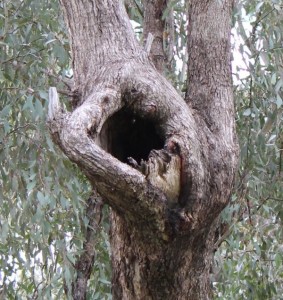 This is a typical tree hole used as a nest by the kookaburras.