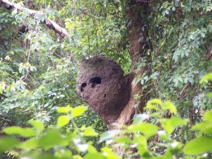 A termite mound is another nest option for kookaburras.