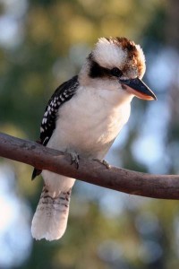 A kookaburra in a gum tree!