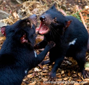 Two Tasmanian Devils play fighting