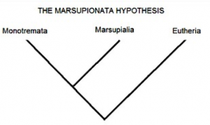 Figure 3. Marsupionata Hypothesis