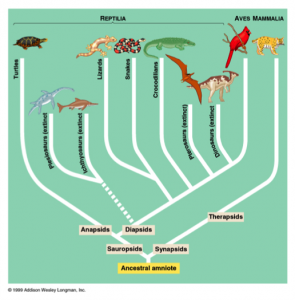 Amniotic divergence