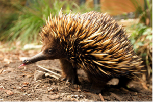 Echidna