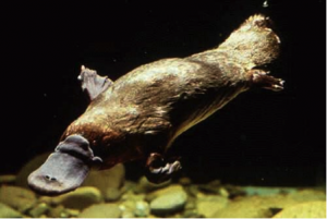 The Platypus