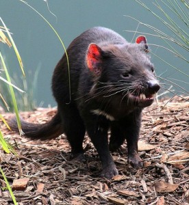 tasmanian_devil