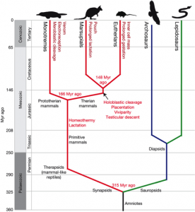 Figure 2. Therian Hypothesis