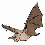 Bat