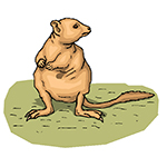 Bettong