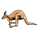 Kangaroo