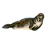 Pinnipeds