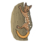 Quoll