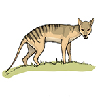 Thylacine