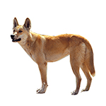 dingo