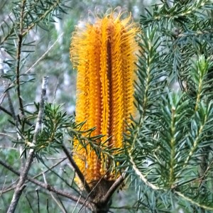 Banksia