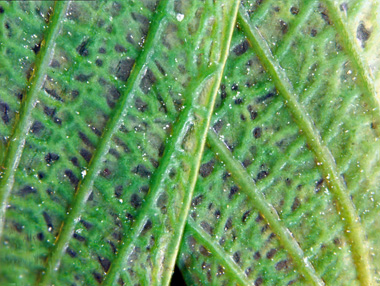 Tenodera aridifolia - tight close up of wings