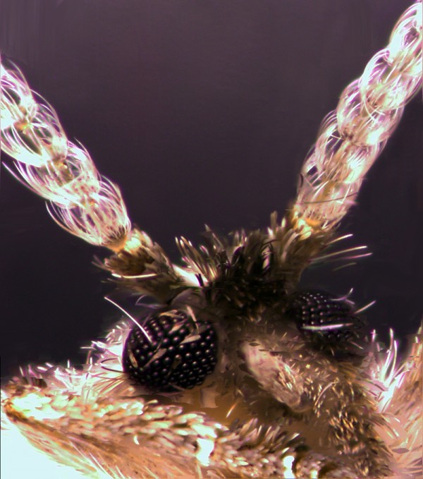Clogmia albipunctata - tight close up of head and antennae