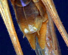 Orchelimum concinnum - Close up of cerci