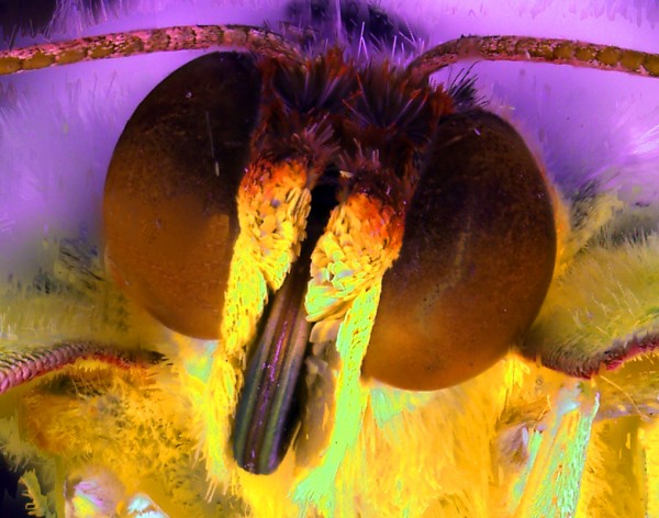 Phoebis sennae - Close up of head